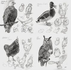 several different types of birds are shown in this drawing