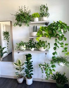 several potted plants are arranged on shelves in the corner of a room with a mirror