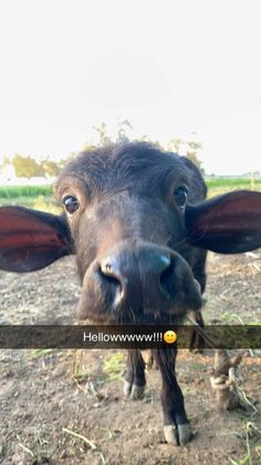 a black cow looking at the camera while standing on top of a grass covered field