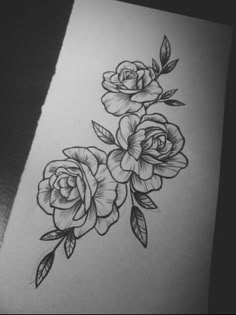 a pencil drawing of three roses on paper