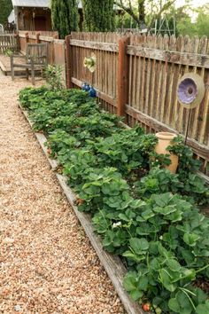 a garden with lots of green plants growing in the ground next to a wooden fence