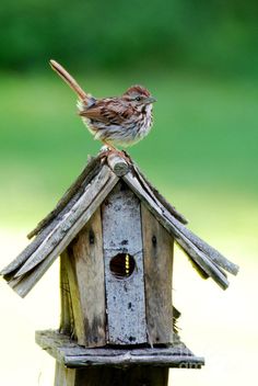 a small bird perched on top of a wooden bird house