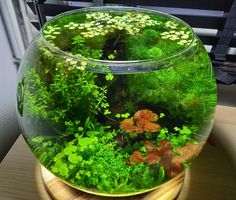 a fish bowl filled with green plants on top of a wooden table next to a window