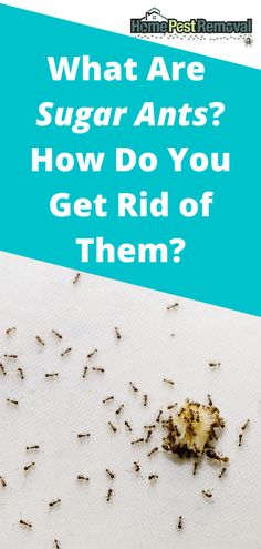 what are sugar ants? how do you get rid of them? - cover image