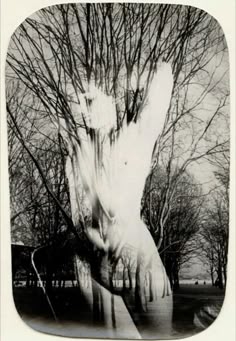 a polar bear is standing in front of some bare trees and ice on the ground