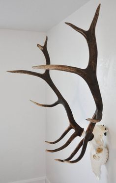 the antlers are hanging on the wall next to the white bear head in the corner