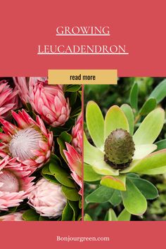 Growing Leucadendron Plant Growing, Growing Tips, Lemon Tree