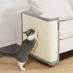 a gray and white cat standing on its hind legs looking at the back end of a couch