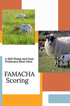 Do you think your Sheep or Goats have parasites? You can learn how to do FAMACHA Scoring on your animals. FAMACHA scoring is used for detecting the level of a parasite load in sheep and goats. If you have sheep or goats, understanding FAMACHA scoring is essential to keeping them healthy. Read on to understand what FAMACHA scoring is all about! Sheep Shelter, Sheep Pen, Sheep And Goat, Suffolk Sheep, Goat Herding, Sheep Shearing, Raising Goats, Homesteading Diy