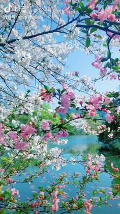 pink and white flowers are blooming on the trees next to the water's edge