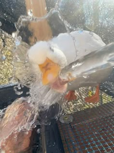 a bird that is standing in the water with it's beak open and its head partially submerged