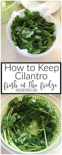 how to keep cilantro fresh from the fridge and freeze it in a bowl