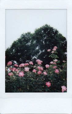 some pink flowers and trees in the background