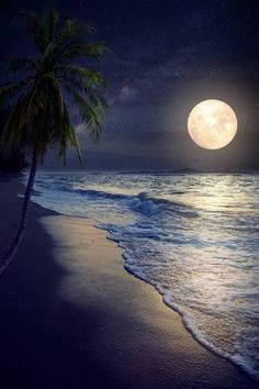 a full moon over the ocean with a palm tree and beach in the foreground