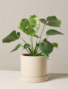 a potted plant with large green leaves