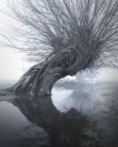 a tree that is leaning over in the water with its roots sticking out from it