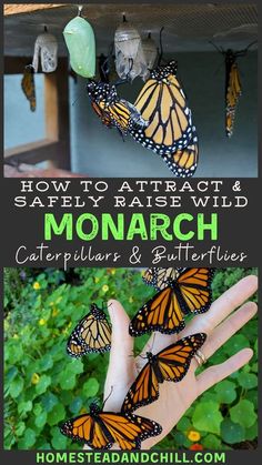 monarch butterflies hanging from the ceiling with text overlay reading how to attract and safely raise wild monarch caterpillars & butterflies