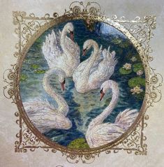 two white swans are swimming in the water