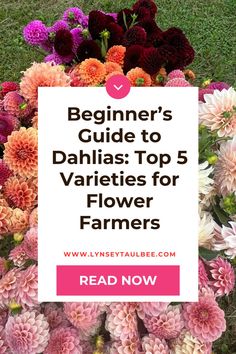 flowers with the title beginner's guide to dahlias top 5 varieties for flower farmers