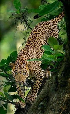 a leopard climbing up a tree branch in the jungle with lots of green leaves on it