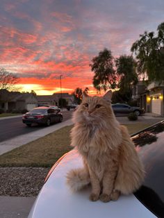 an orange cat sitting on the hood of a car in front of a pink sunset