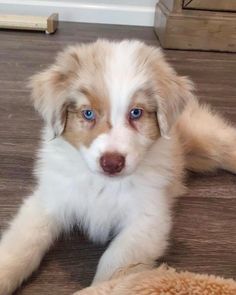 a small white and brown dog laying on the floor next to a stuffed animal toy