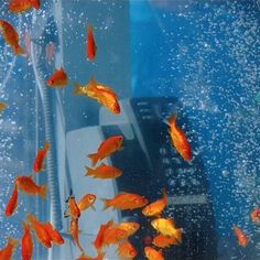 many goldfish swimming in an aquarium next to a cell phone and telephone cord with water droplets on it