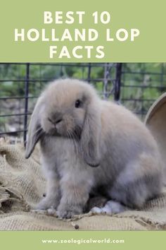 a small rabbit sitting on top of a pile of burlocks with the words best 10 holland lop fact