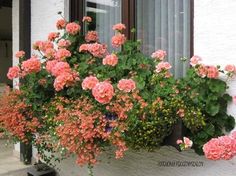 some pink flowers are in a window box