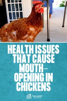 Why Chickens Open Their Mouth | The Happy Chicken Coop