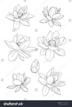 four different types of water lilies in black and white ink on a white background