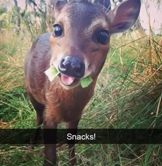 a baby deer standing in the grass with its tongue out and looking at the camera