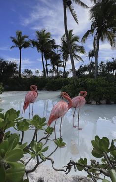 three flamingos are standing in the water near palm trees