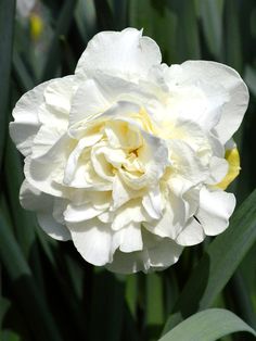 a white flower with green leaves in the foreground and text that reads, this daffodil white explosion isn't a beauty?