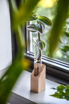 a plant in a glass vase on a window sill