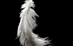 a white feather on a black background