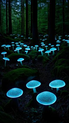 many glowing mushrooms in the woods at night with trees and grass behind them, all lit up by blue lights