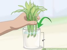 a hand holding a glass filled with green plants