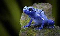 a blue and black frog sitting on top of a rock