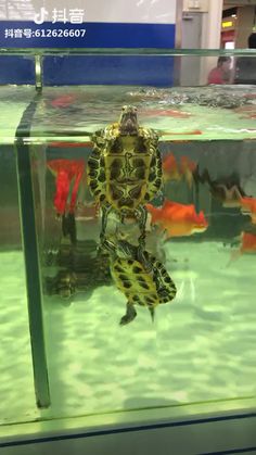 a turtle in an aquarium looking at the camera