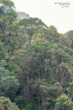 an elephant is standing in the middle of some trees