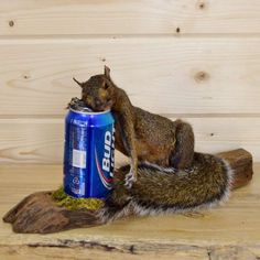 a squirrel sitting on top of a can of bud