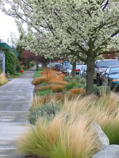 a street with cars parked on both sides and tall grass in the foreground,