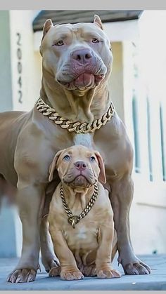 two large dogs standing next to each other on the ground with chains around their necks