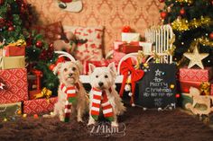 two small dogs wearing christmas sweaters in front of presents