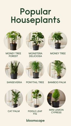 a poster showing different types of houseplants