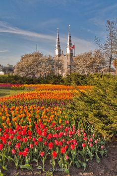 colorful tulips and other flowers in the foreground with a church in the background