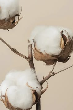 the cotton plant is ready to be picked