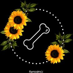 sunflowers and a bone on a black background