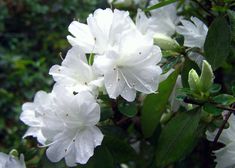 some white flowers are blooming on the tree branch with green leaves in the background